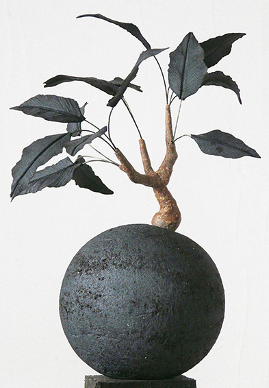 Caudex